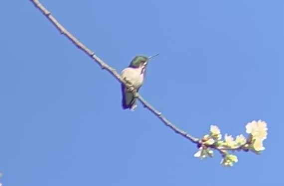Calliope Hummingbird - ML568306551