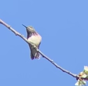 Calliope Hummingbird - ML568306561