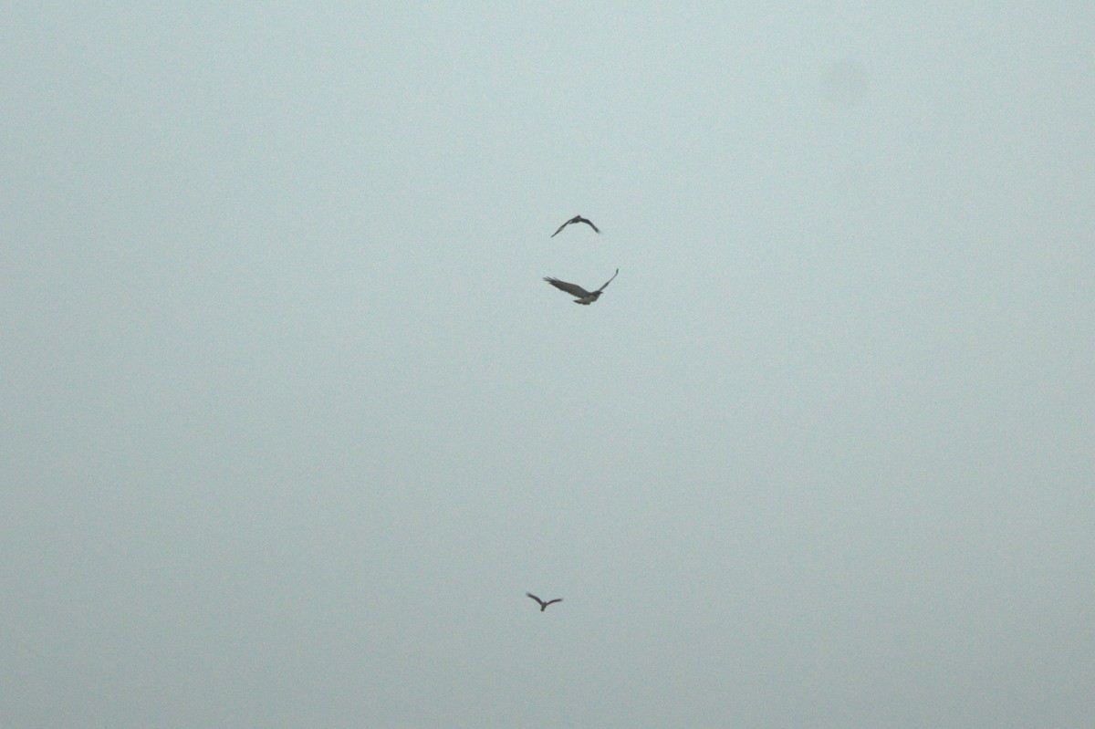 Chimango Caracara - ML568306651