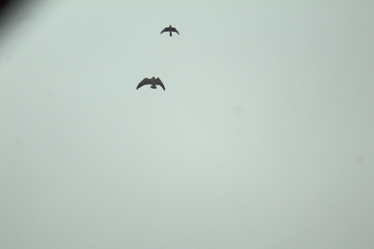 Variable Hawk - ML568306731