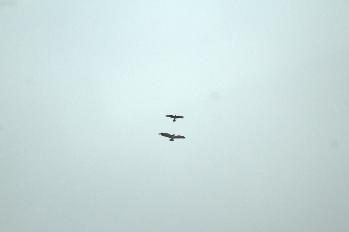 Variable Hawk - ML568306741