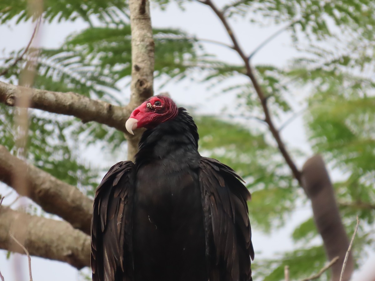 Turkey Vulture - ML568307151