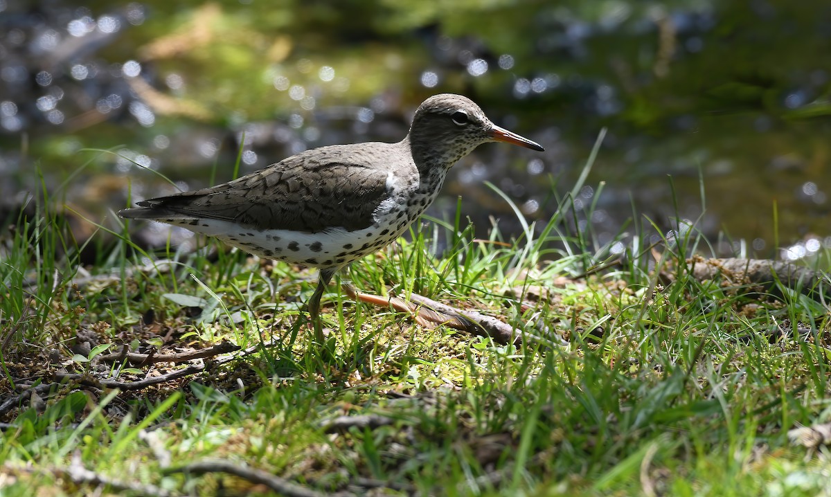 Spotted Sandpiper - ML568307601