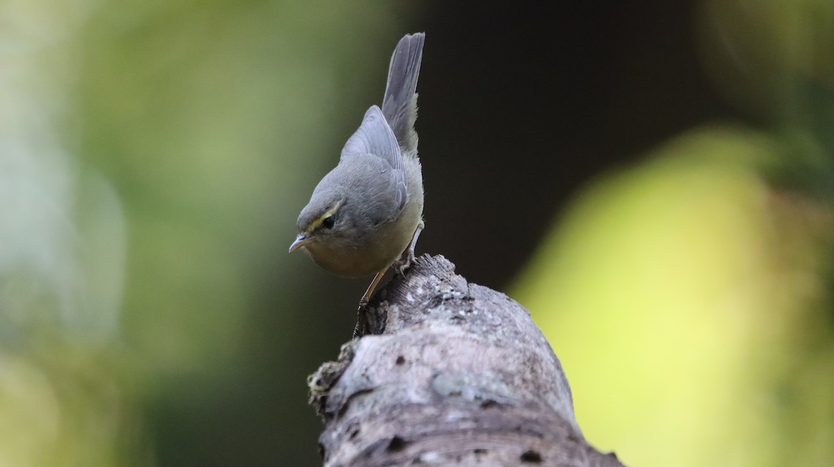 Sulphur-bellied Warbler - ML568308261