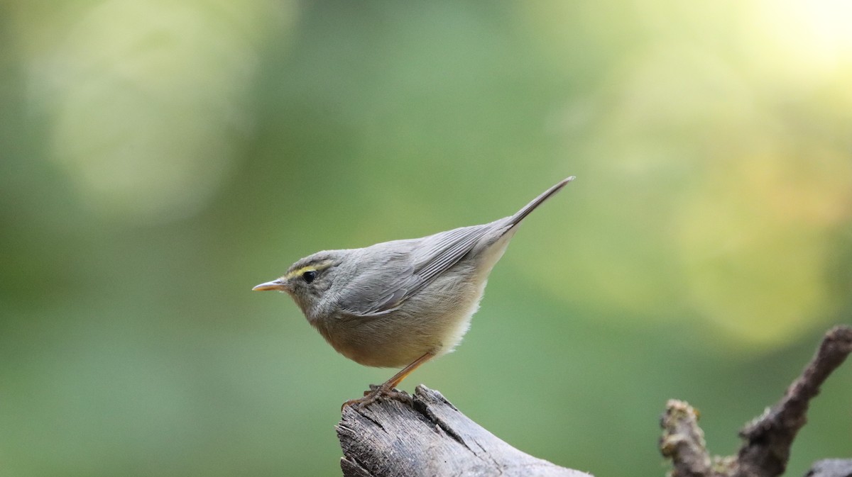 Sulphur-bellied Warbler - ML568308271