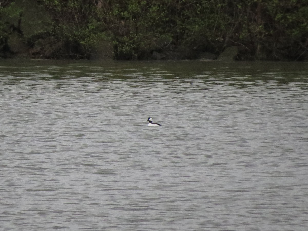 Bufflehead - ML56830911