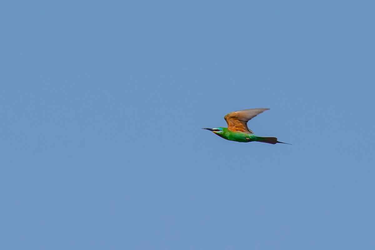 Blue-cheeked Bee-eater - ML568309151