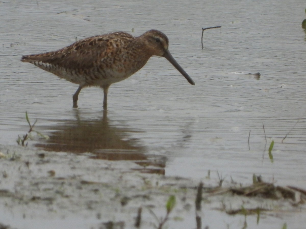 Short-billed Dowitcher - Sheri Lewis