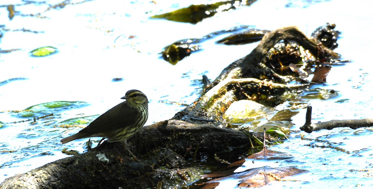 Northern Waterthrush - ML568309261