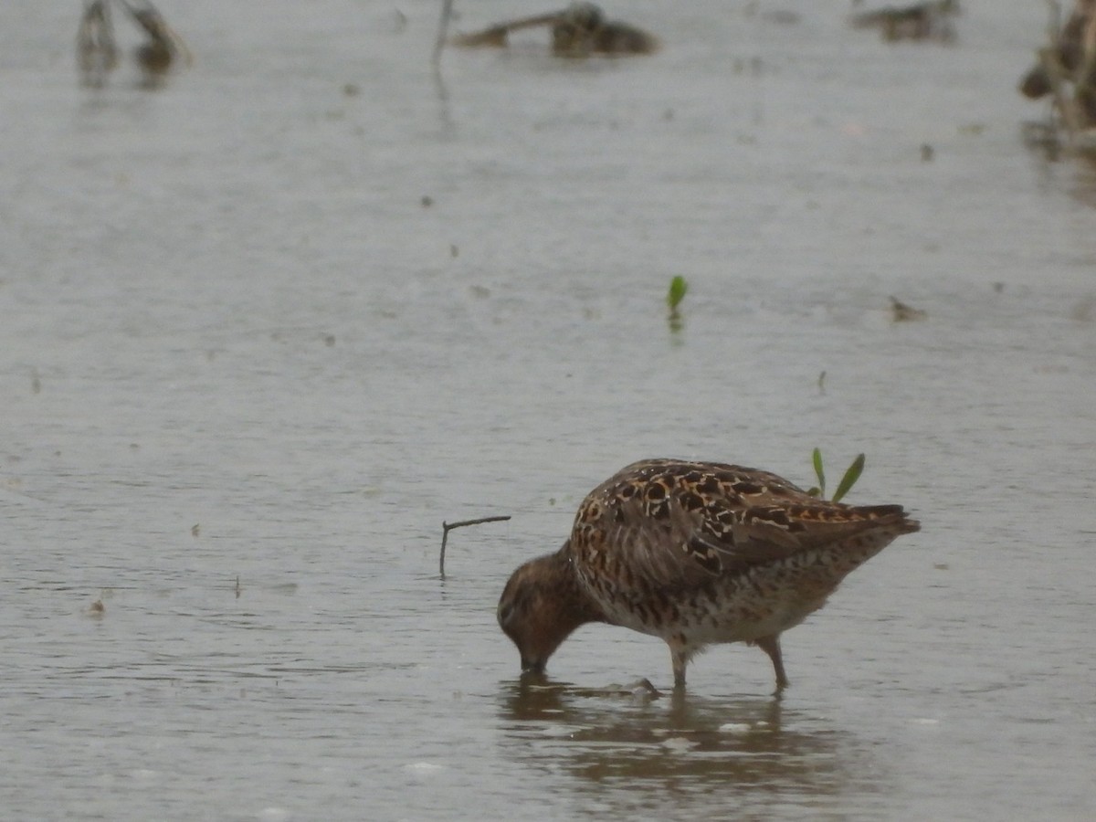 Short-billed Dowitcher - ML568309501