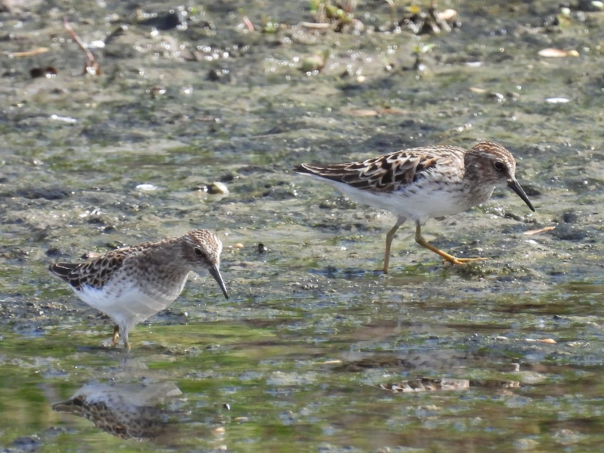 Least Sandpiper - Patricia and Richard Williams