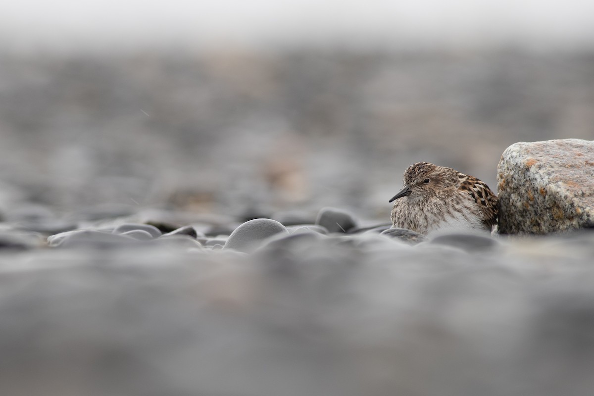 Least Sandpiper - ML568309701