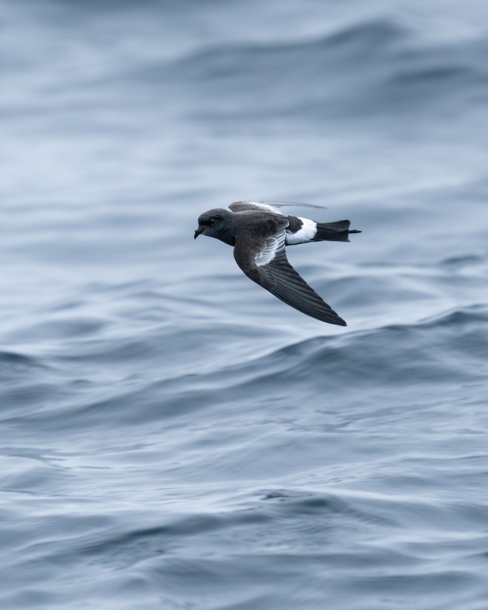 Pincoya Storm-Petrel - ML568310251