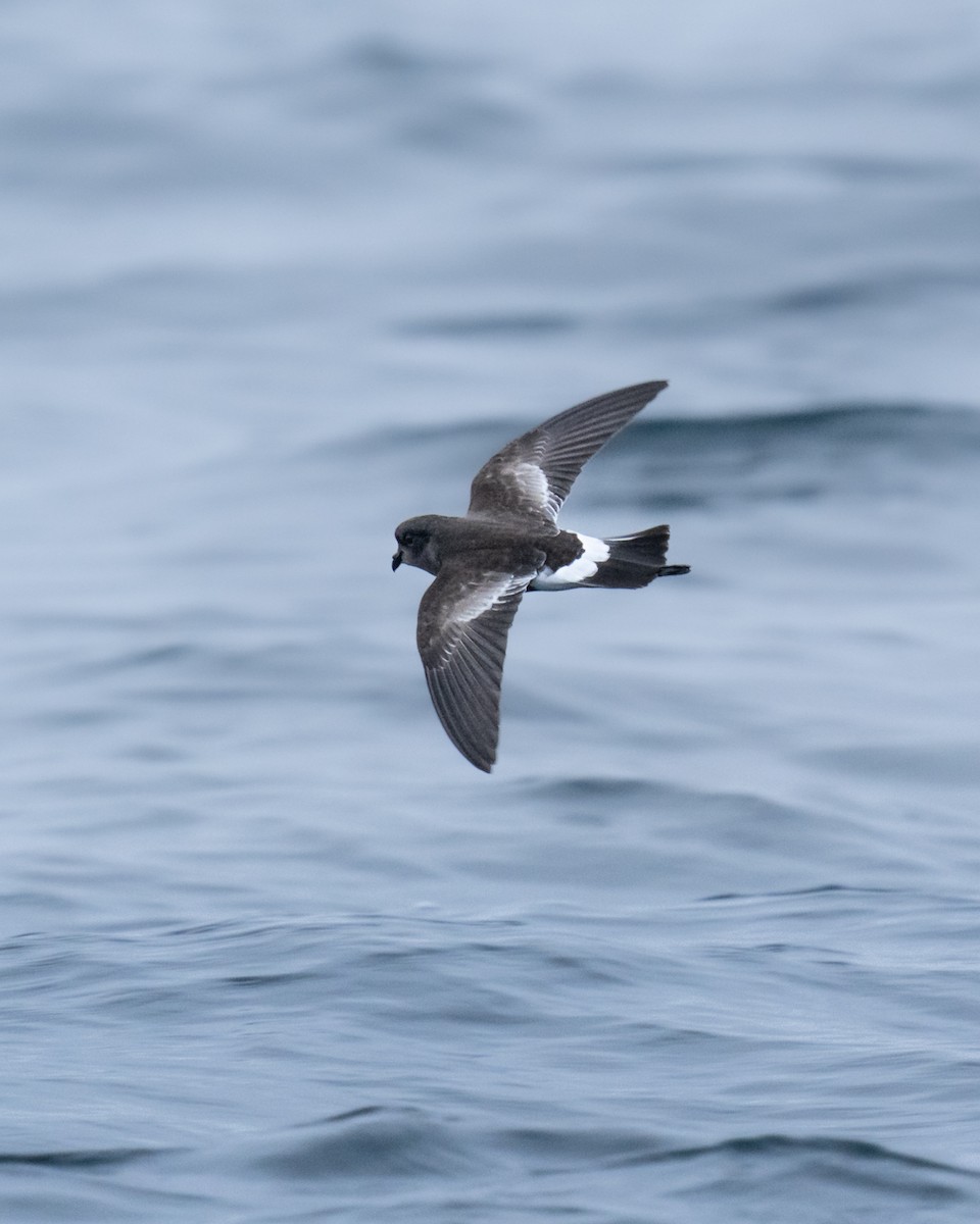 Pincoya Storm-Petrel - ML568310261