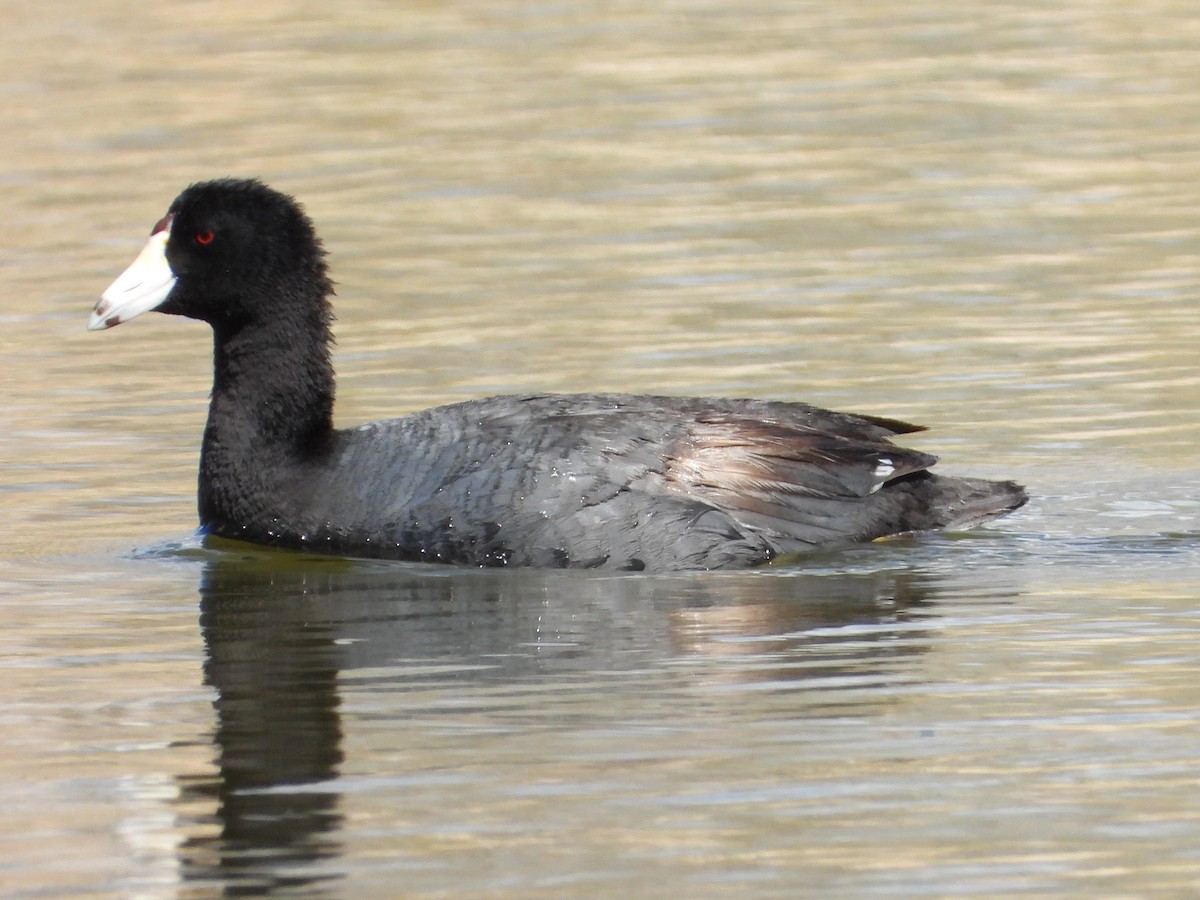 American Coot - ML568310471