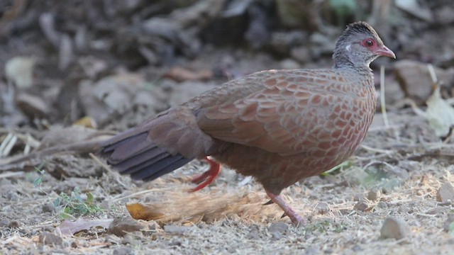 Red Spurfowl - ML568310821