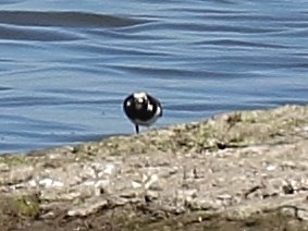 Ruddy Turnstone - ML56831091