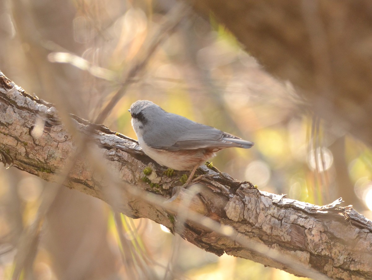 Eurasian Nuthatch - ML568311291