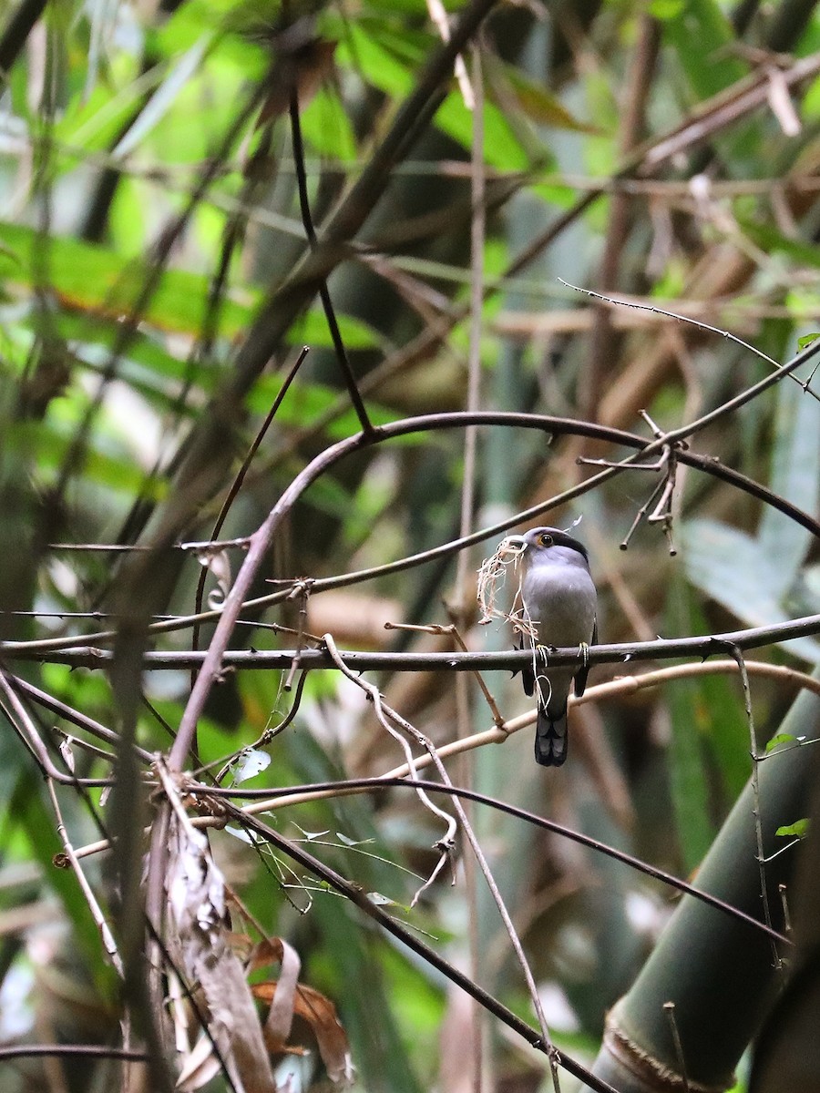 Gray-lored Broadbill - ML568312231