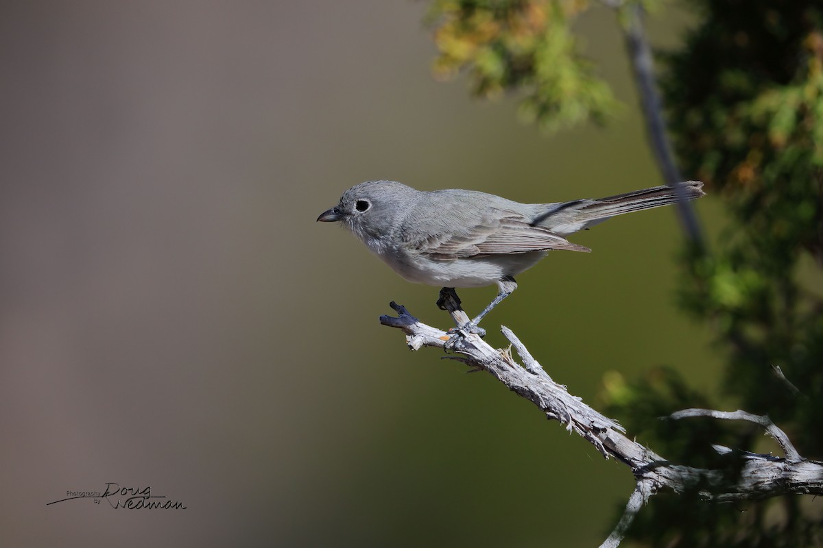 Gray Vireo - ML568312421