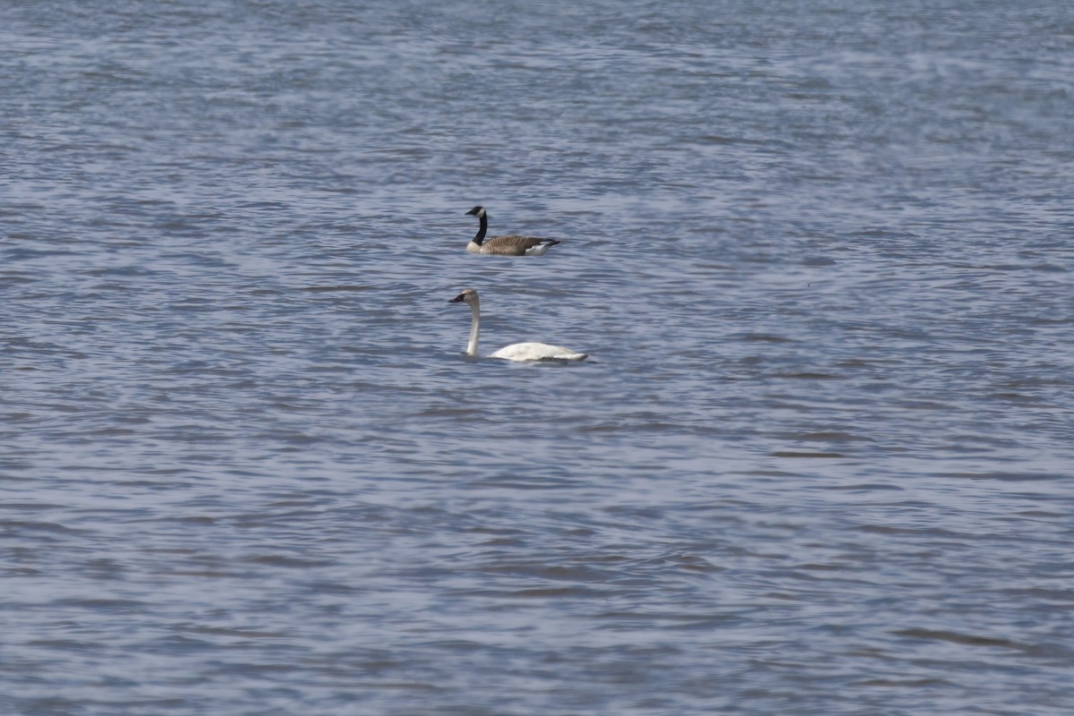 Cisne Chico - ML568312441