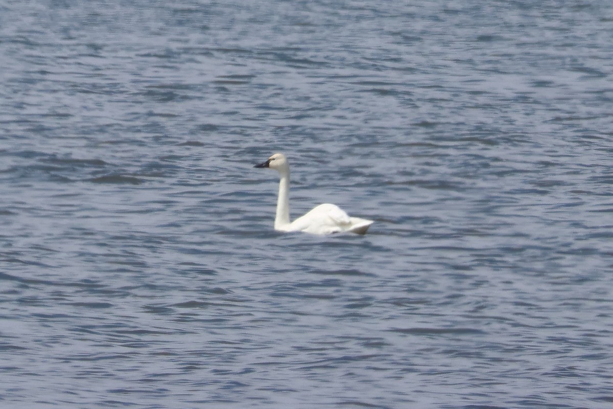 Cisne Chico - ML568312471