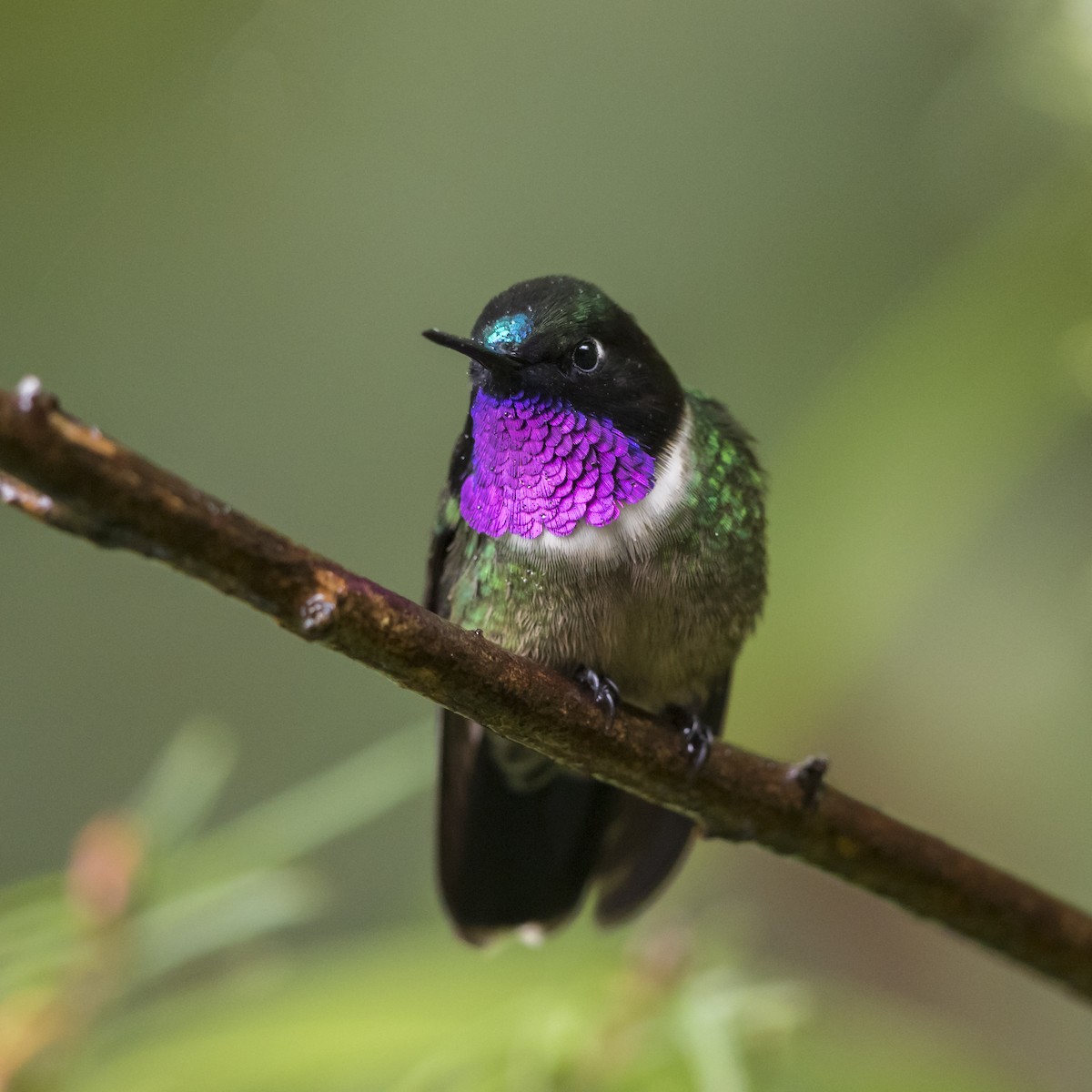 Amethyst-throated Sunangel - ML56831311