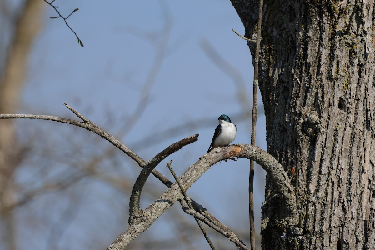 Golondrina Bicolor - ML568313161