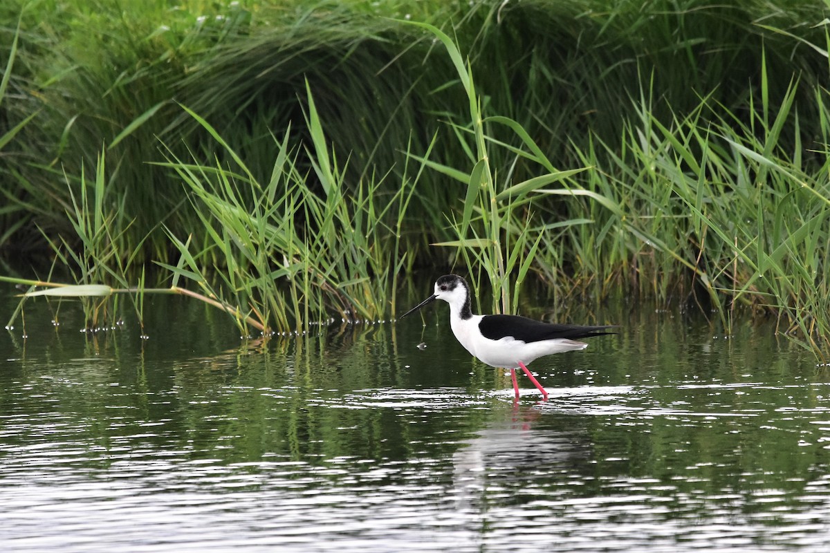 Black-winged Stilt - ML568313501