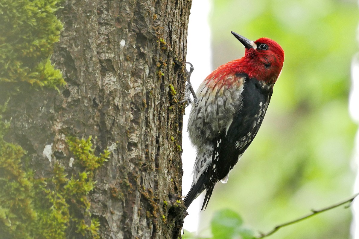 Red-breasted Sapsucker - Grace Oliver