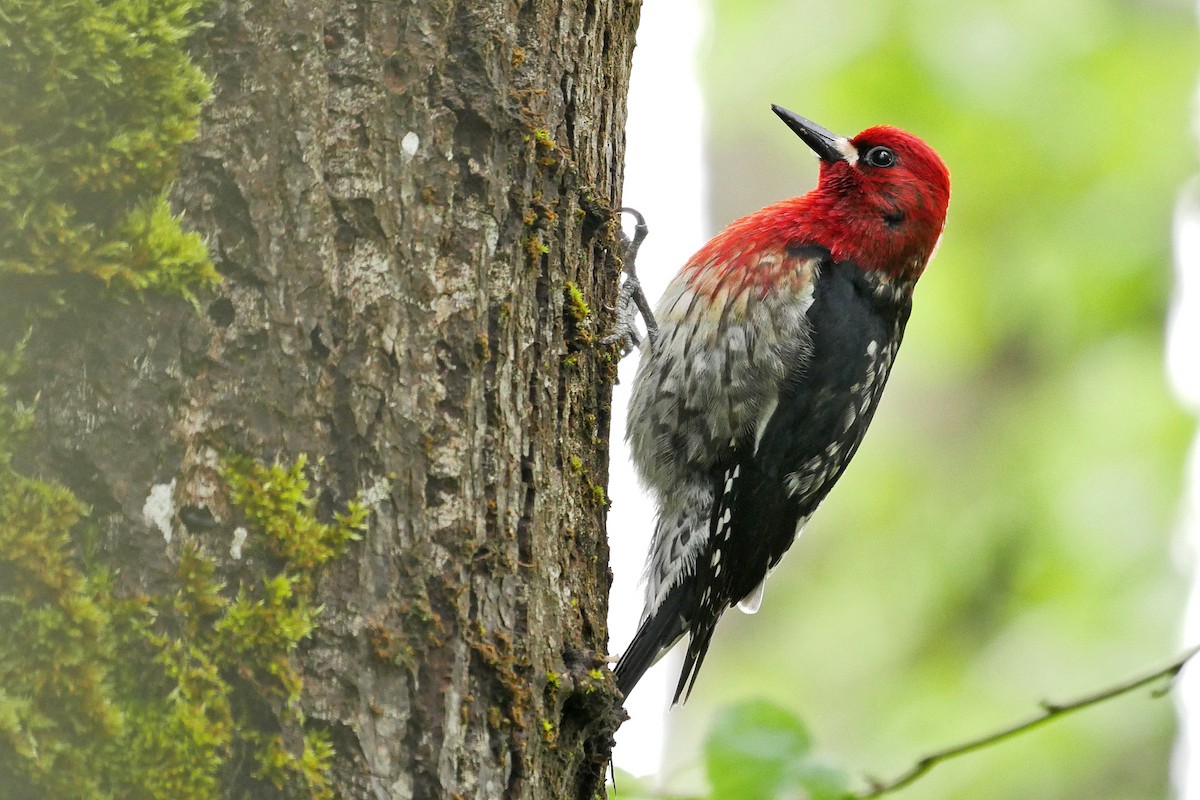 Red-breasted Sapsucker - ML56831411