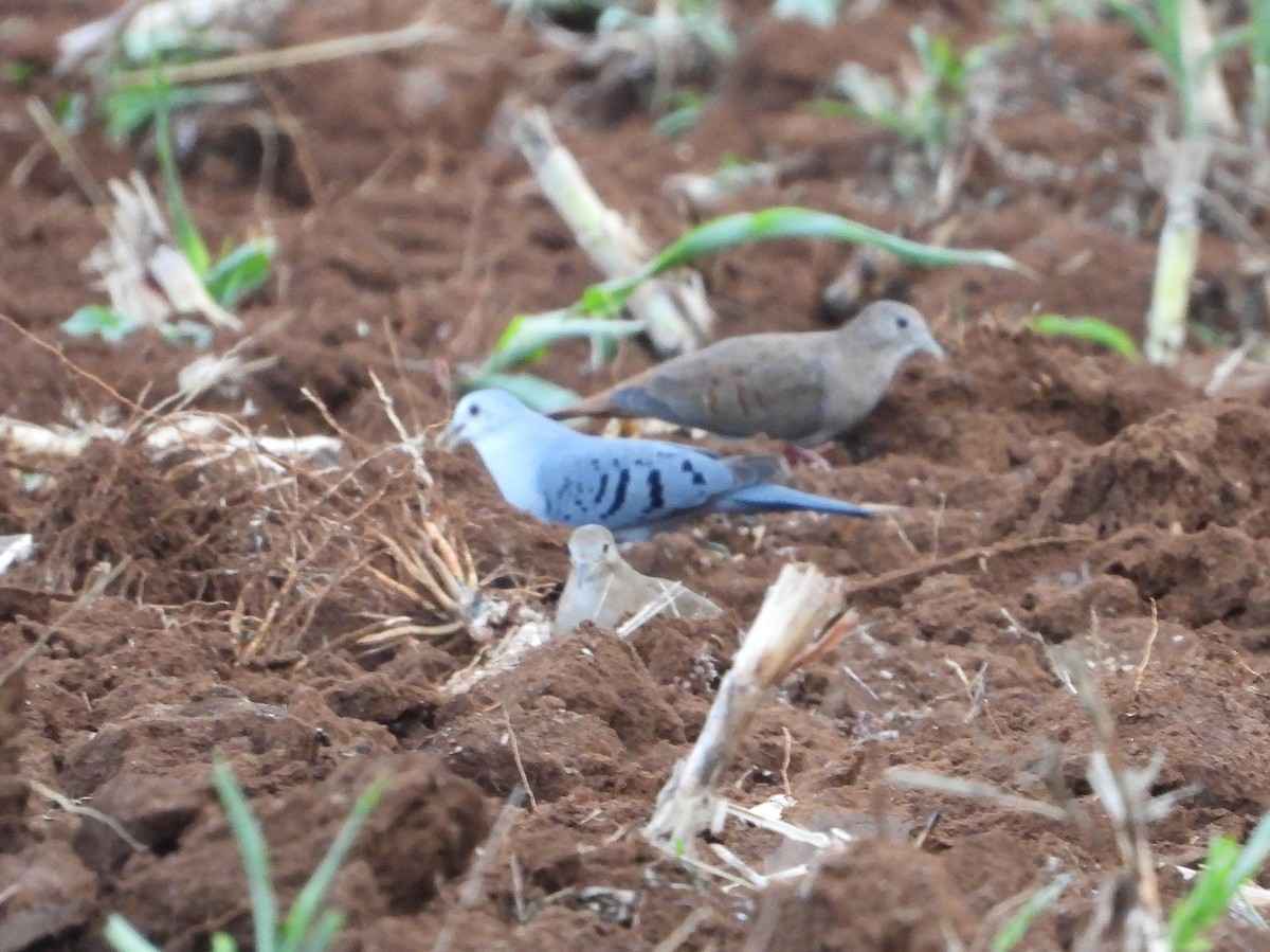 Blue Ground Dove - ML568314321