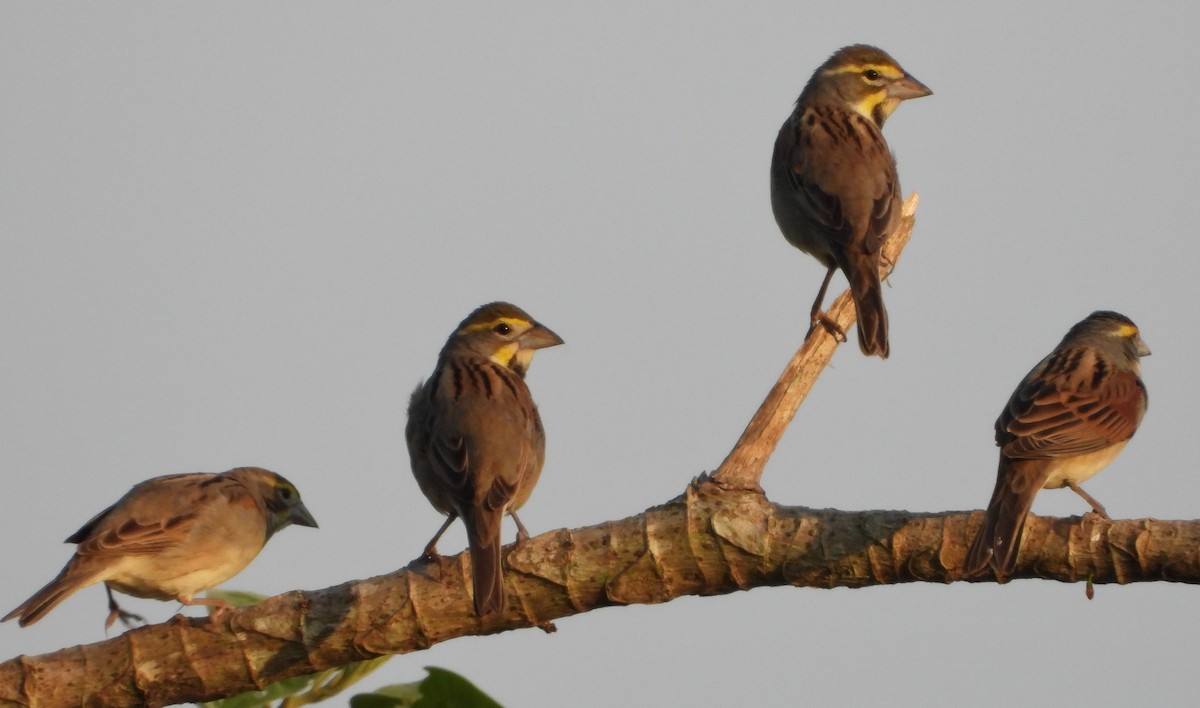 Dickcissel d'Amérique - ML568314681