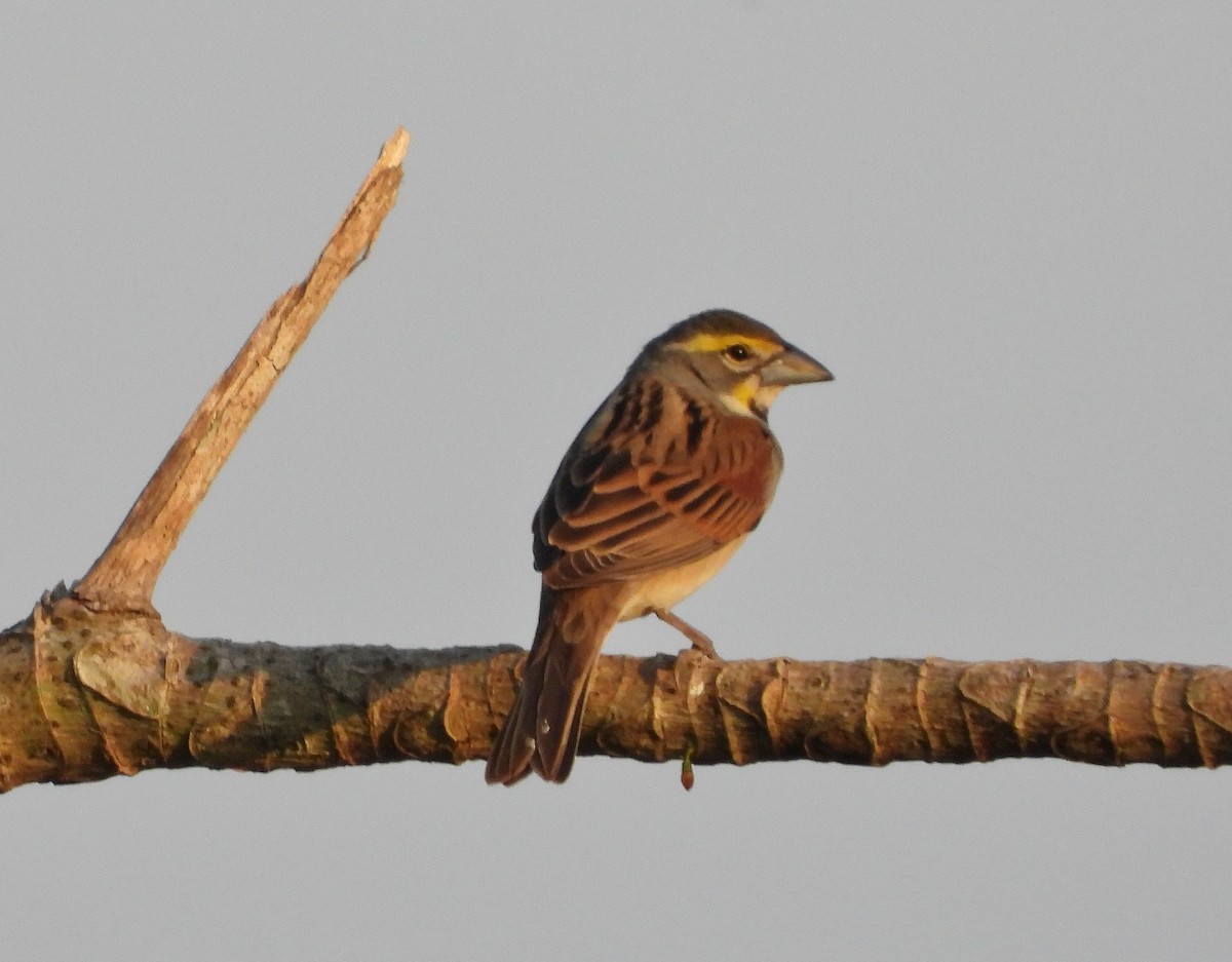 Dickcissel d'Amérique - ML568314691