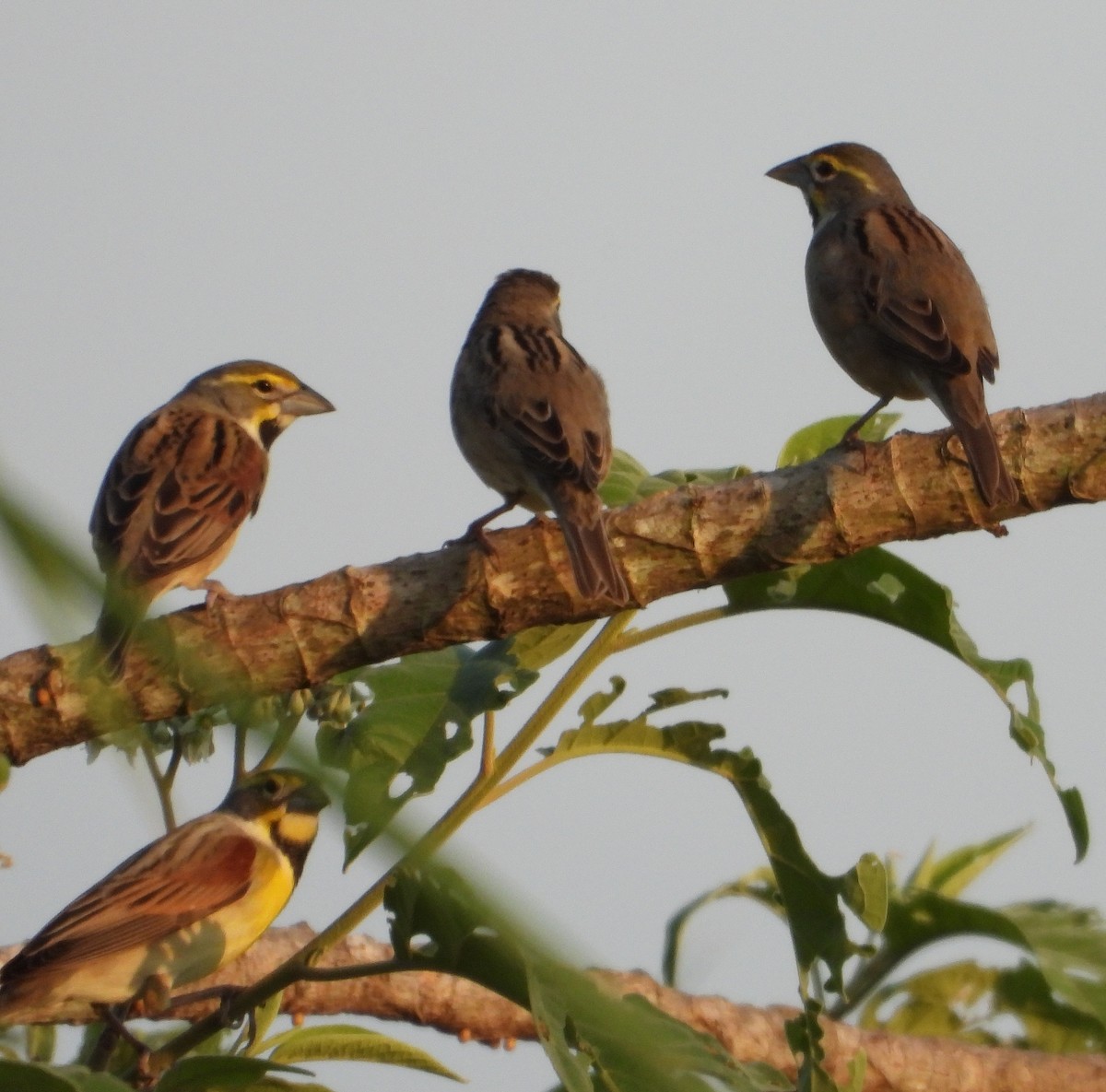 Dickcissel d'Amérique - ML568314711