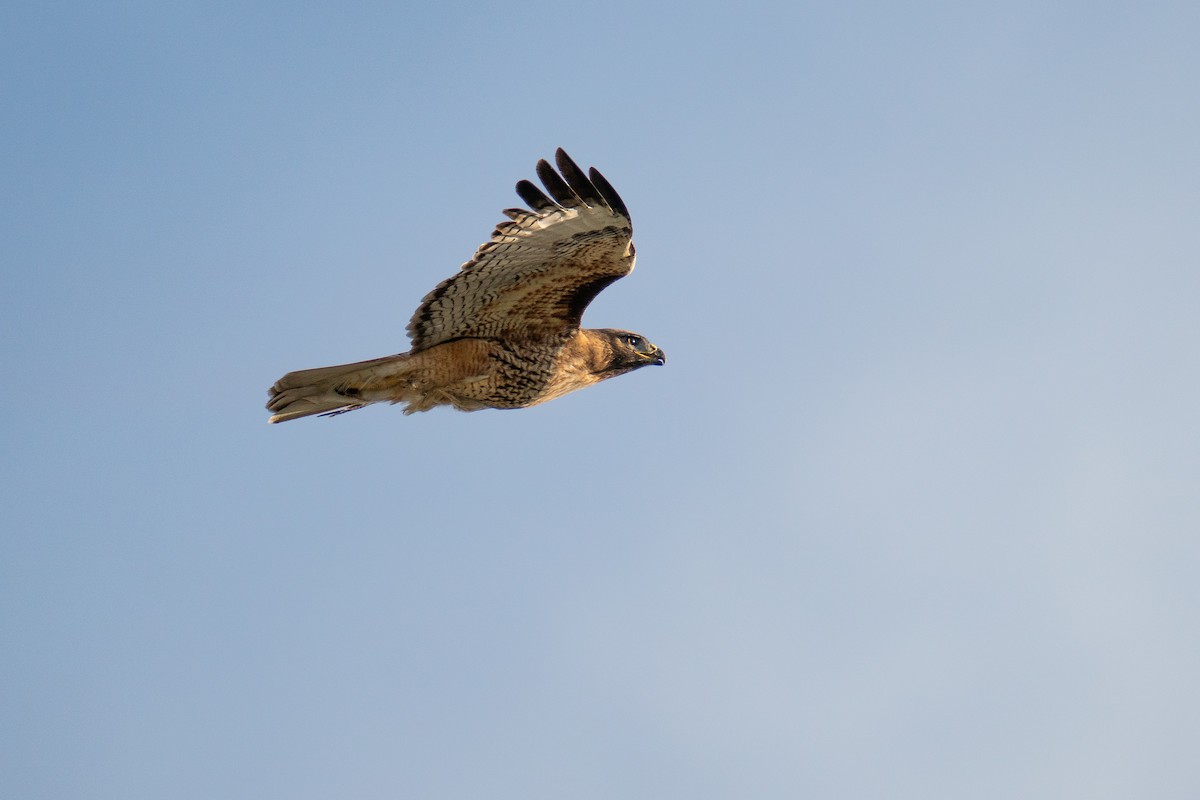 Red-tailed Hawk - ML568315291