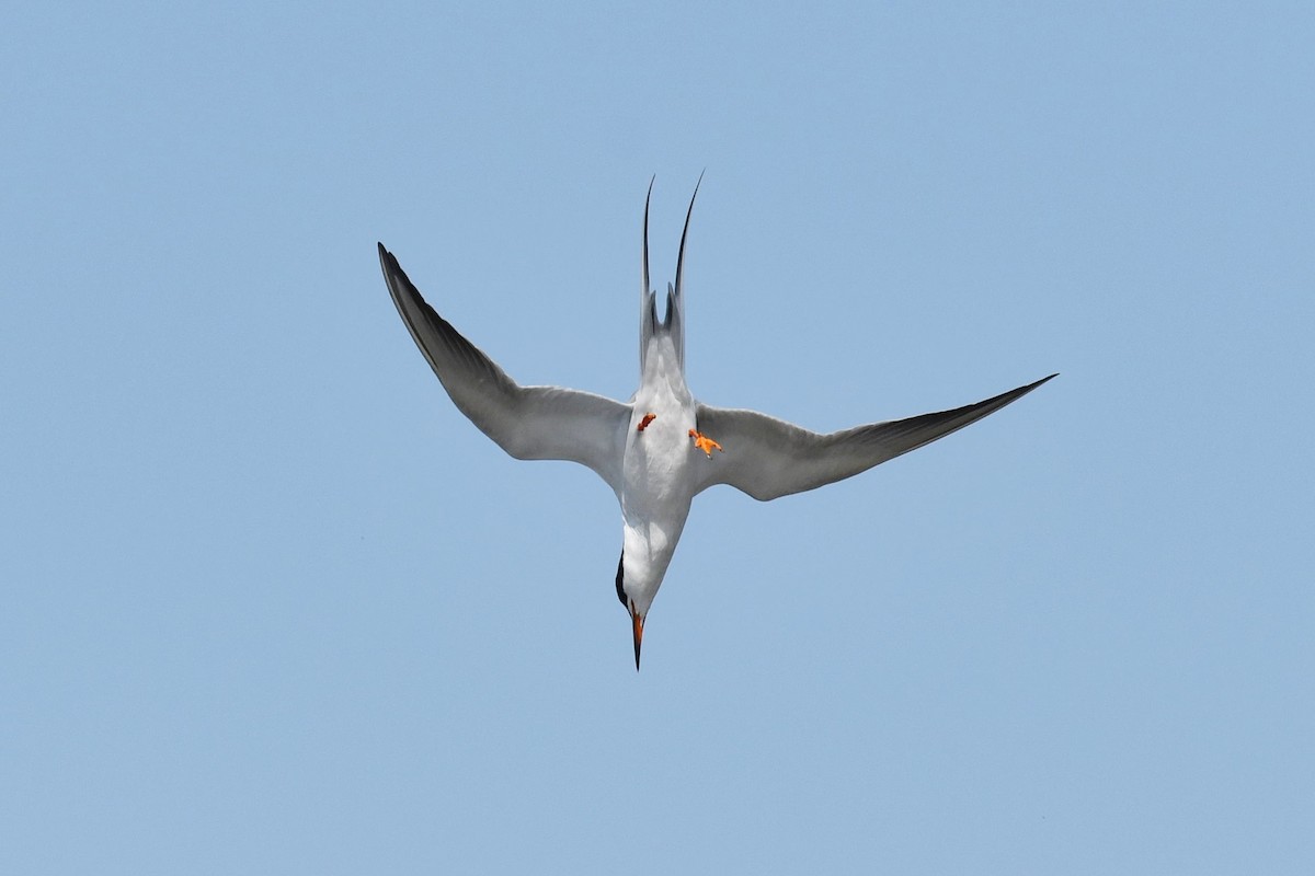 Forster's Tern - ML568315401