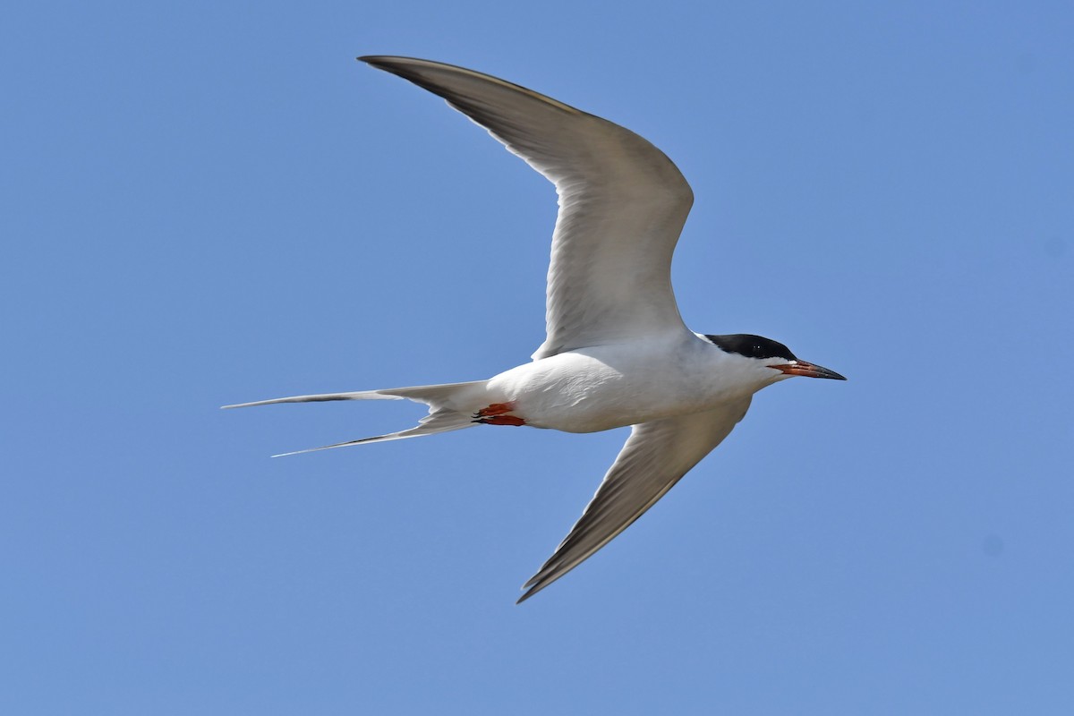 Forster's Tern - ML568315481