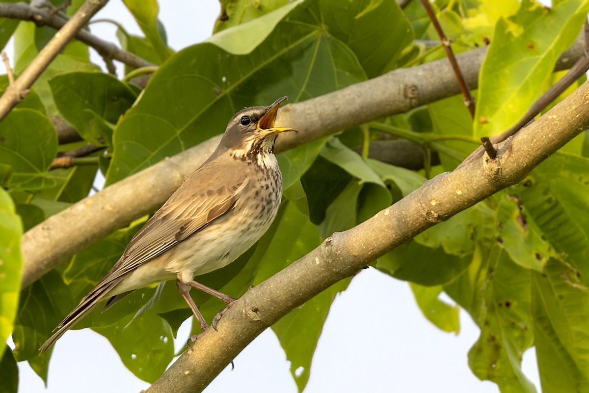 Black-throated Thrush - ML568315891