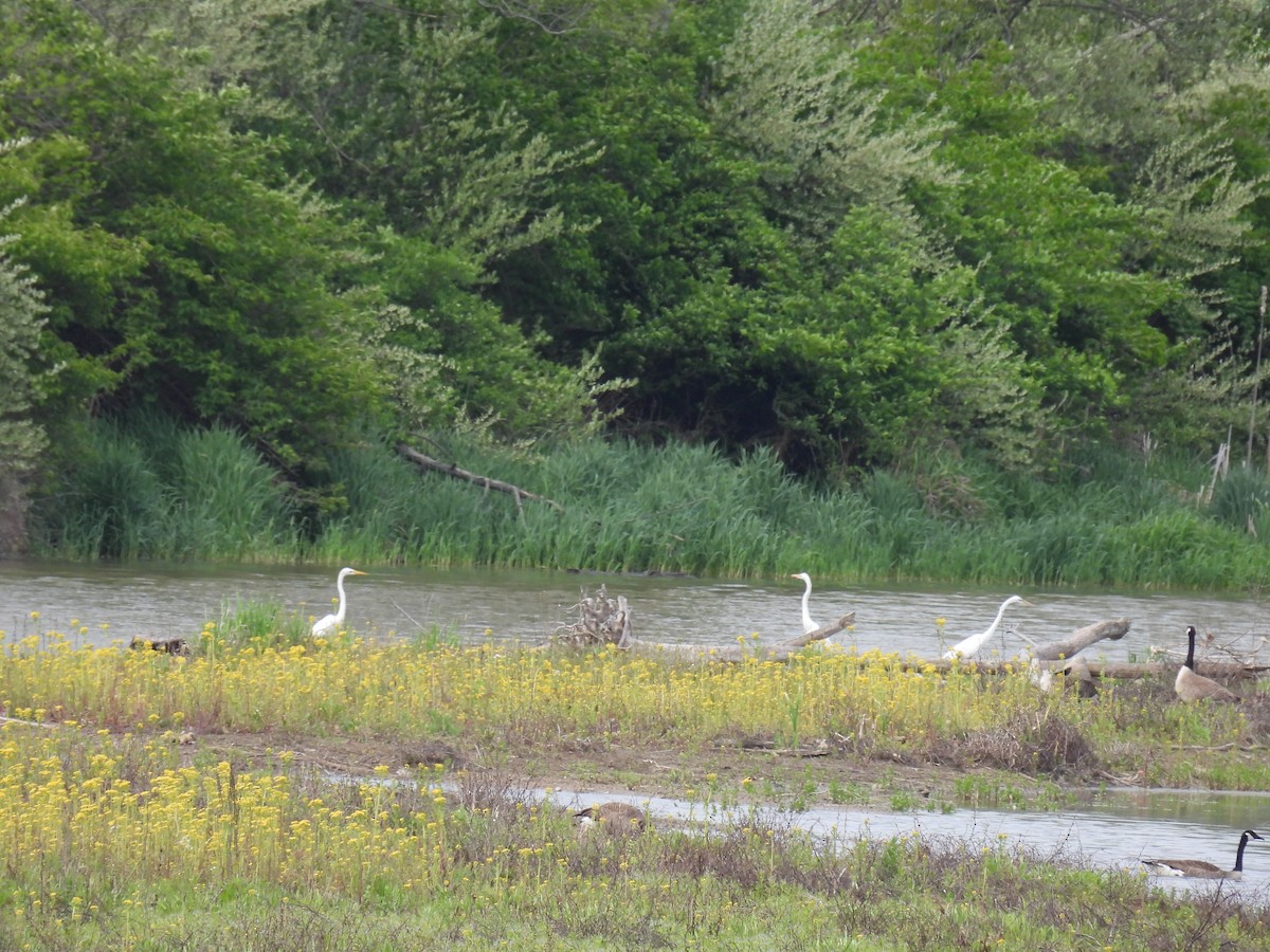 Great Egret - ML568316271