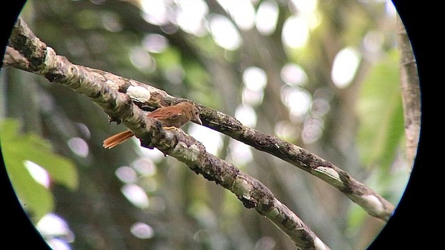 ムジアレチカマドドリ（obidensis） - ML568316421