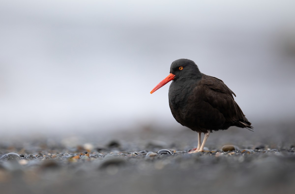 Black Oystercatcher - ML568316551