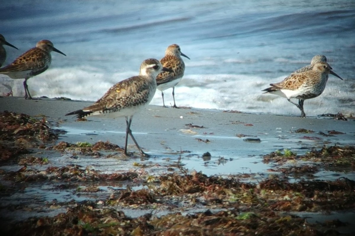 American Golden-Plover - Álvaro Crego Deán