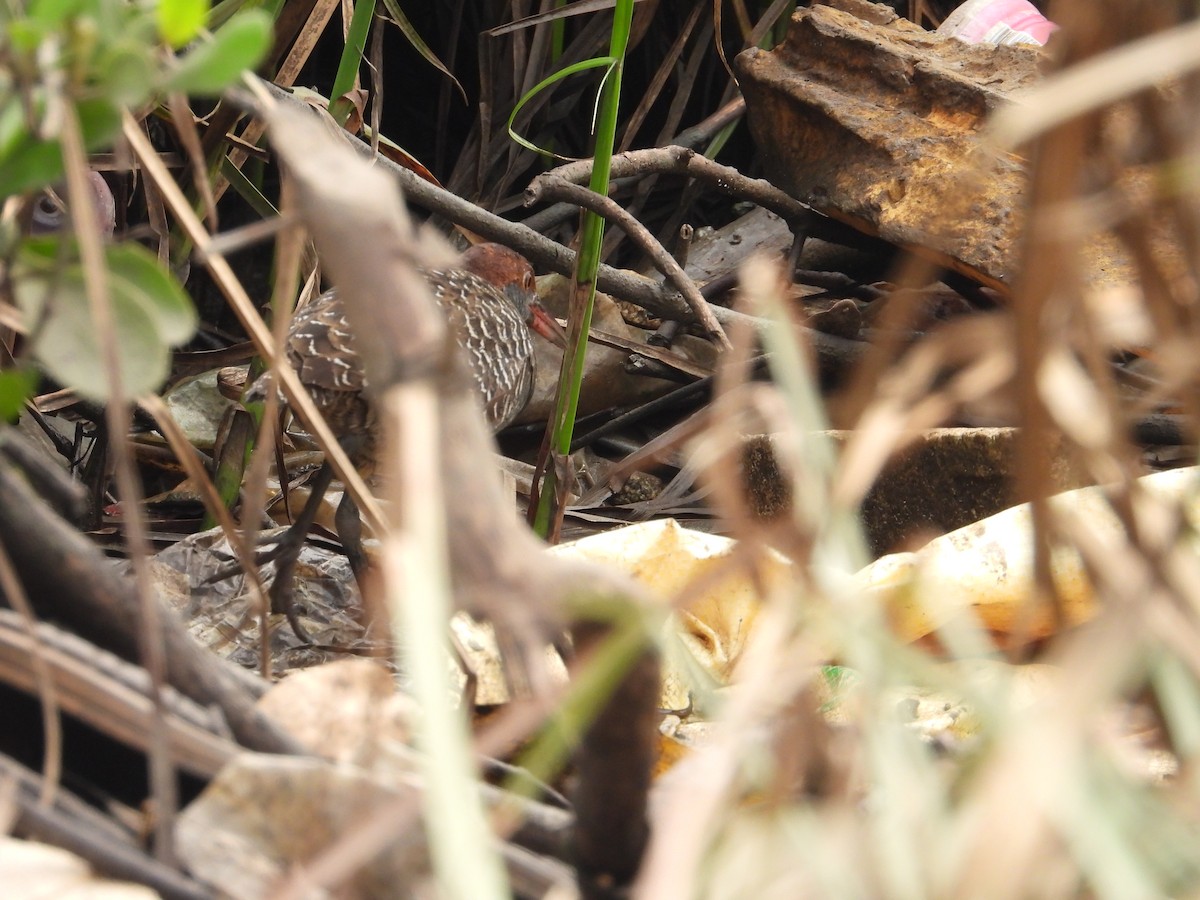 Slaty-breasted Rail - ML568318361