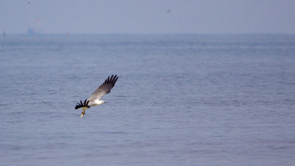 Weißbauch-Seeadler - ML568320901