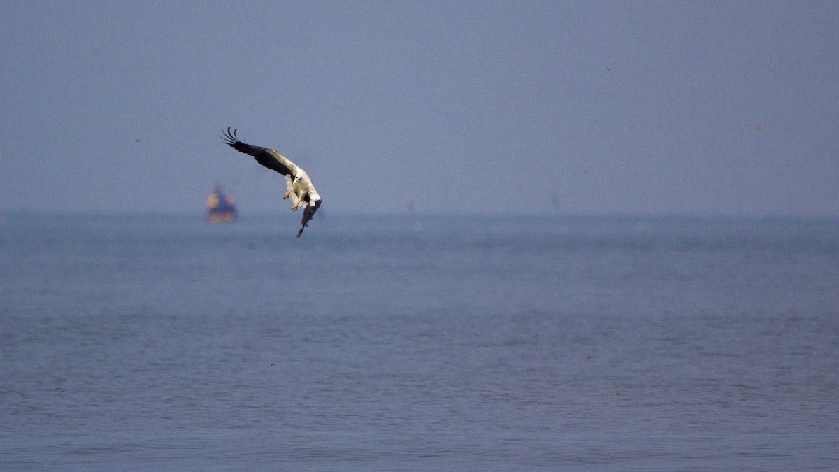 White-bellied Sea-Eagle - ML568320931