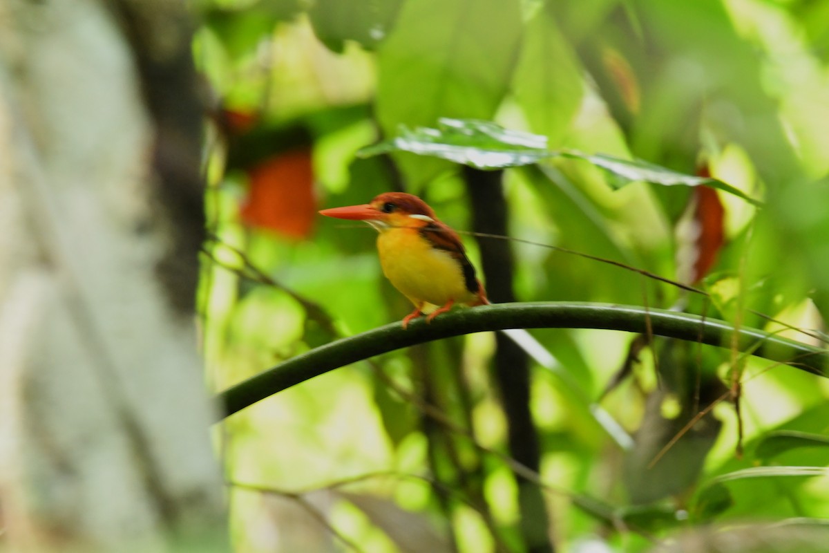 Rufous-backed Dwarf-Kingfisher - ML568323141