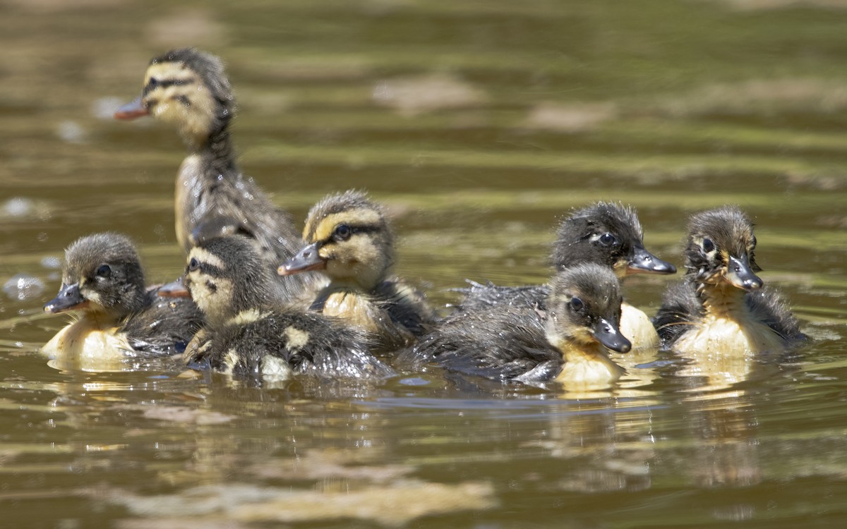 Canard colvert - ML568323961