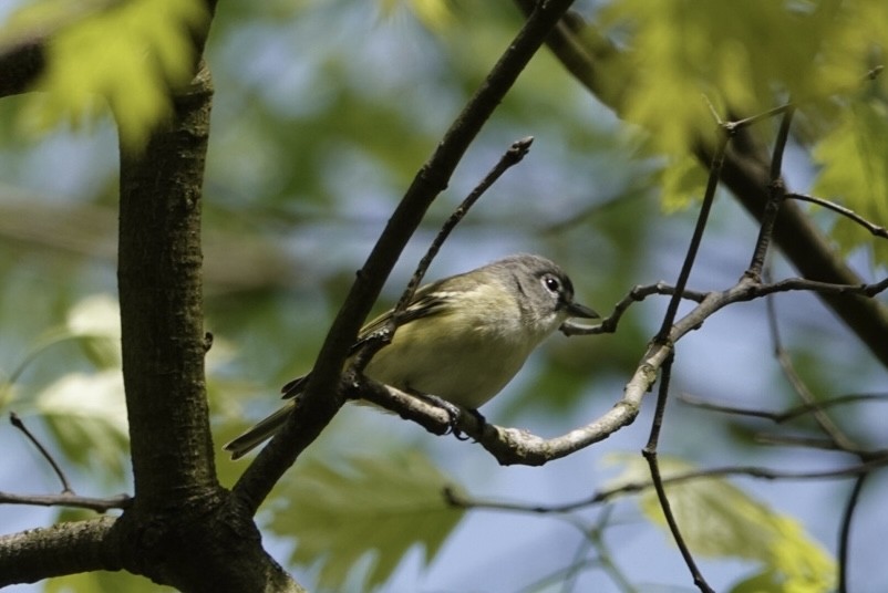 Mavi Başlı Vireo - ML568326001