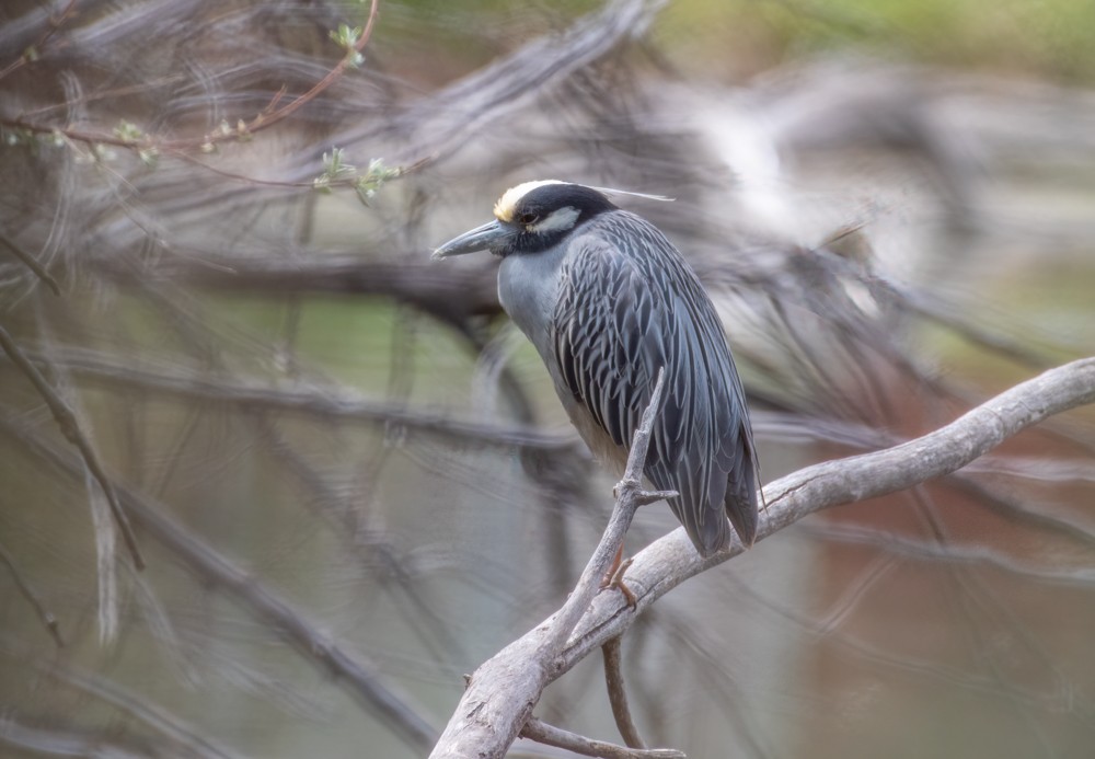 Yellow-crowned Night Heron - Jerry DeBoer